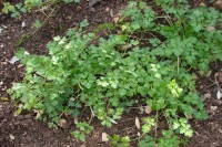 /album/fotogaleria-e-primavera-/cheiro-verde-1a-jpg/